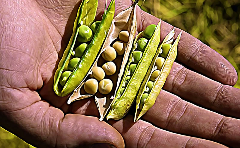 Three Soybean ETFs That Are Profiting From The Food Crisis